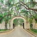 Savannah Georgia Art Print, Live Oak Print, Savannah Georgia Print ...