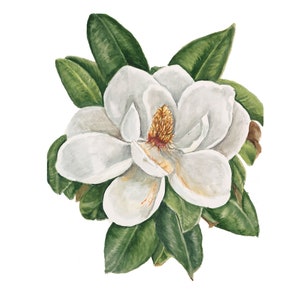 White Magnolia Art Print, Magnolia Watercolor Print, Southern Magnolia Flower Print, White Magnolia Flower Print, Magnolia Blossom Print