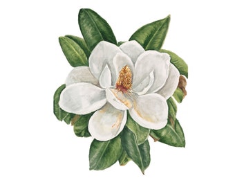 Impresión artística de acuarela de magnolia blanca: Flor del sur
