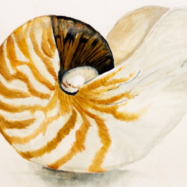 Chambered Nautilus - Etsy