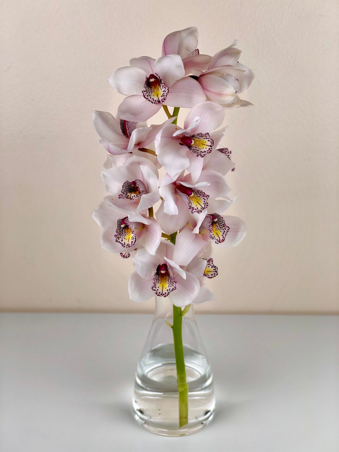 White Cymb/ Fresh Flowers / Flower Bouquet / Flower Arrangement