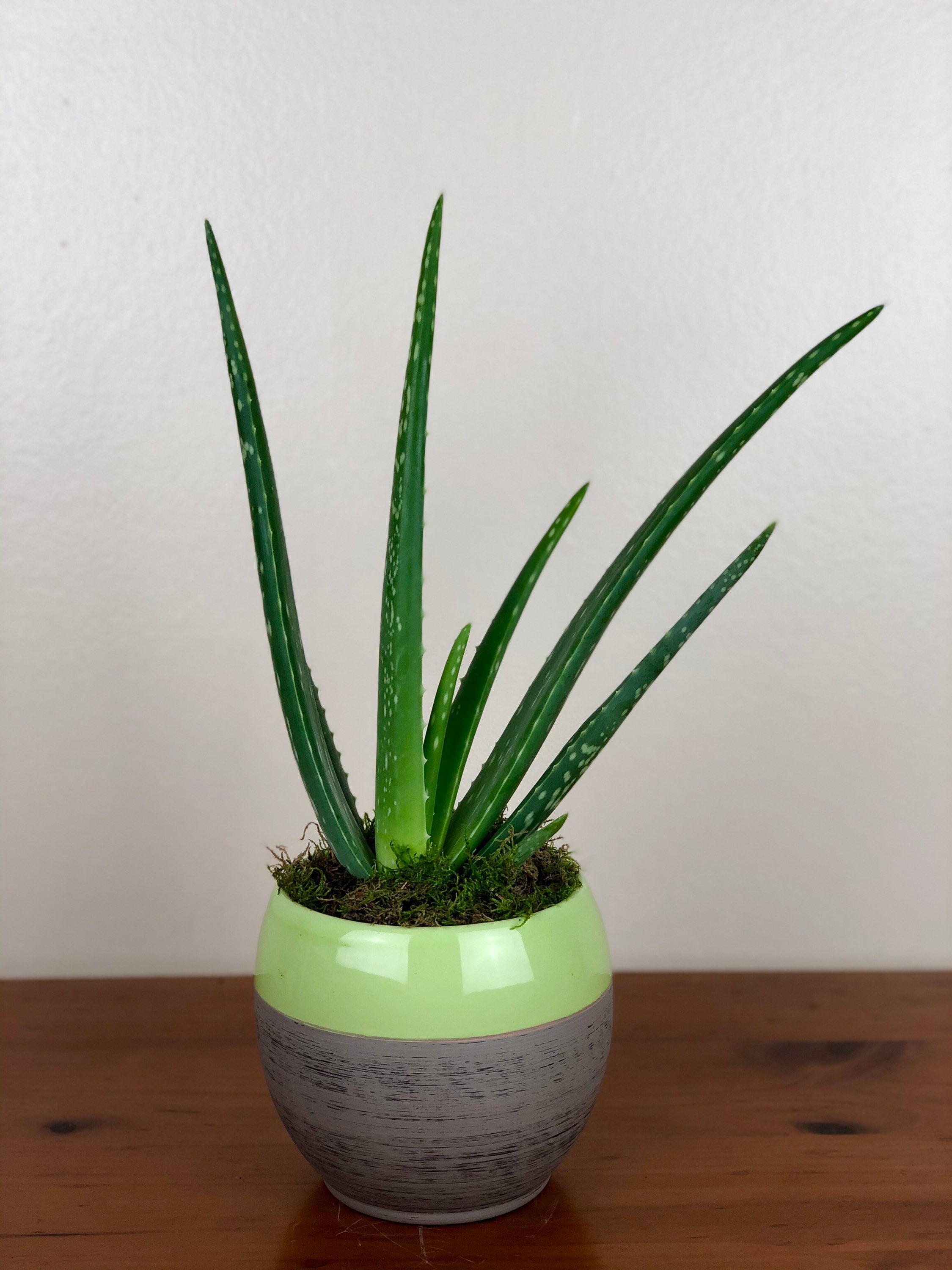 Aloe Vera / Indoor Plant / House Plant/ Fresh Plant/ London Etsy UK