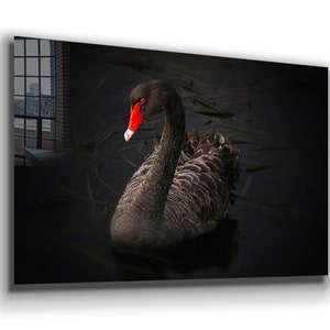 Black Swan , Swan , Animal , Canvas Decor , Glass Wall Art ,  Canvas Wall Art , Modern Art, Christmas Gift , Room DecorMemorial Day Sale