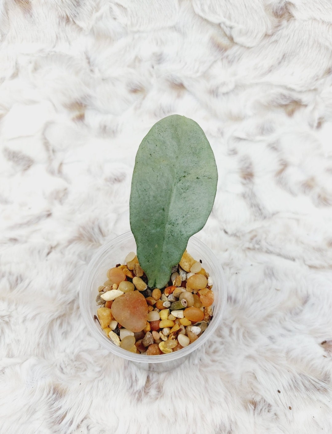 Hoya Carnosa Nova Ghost 1256 - Etsy