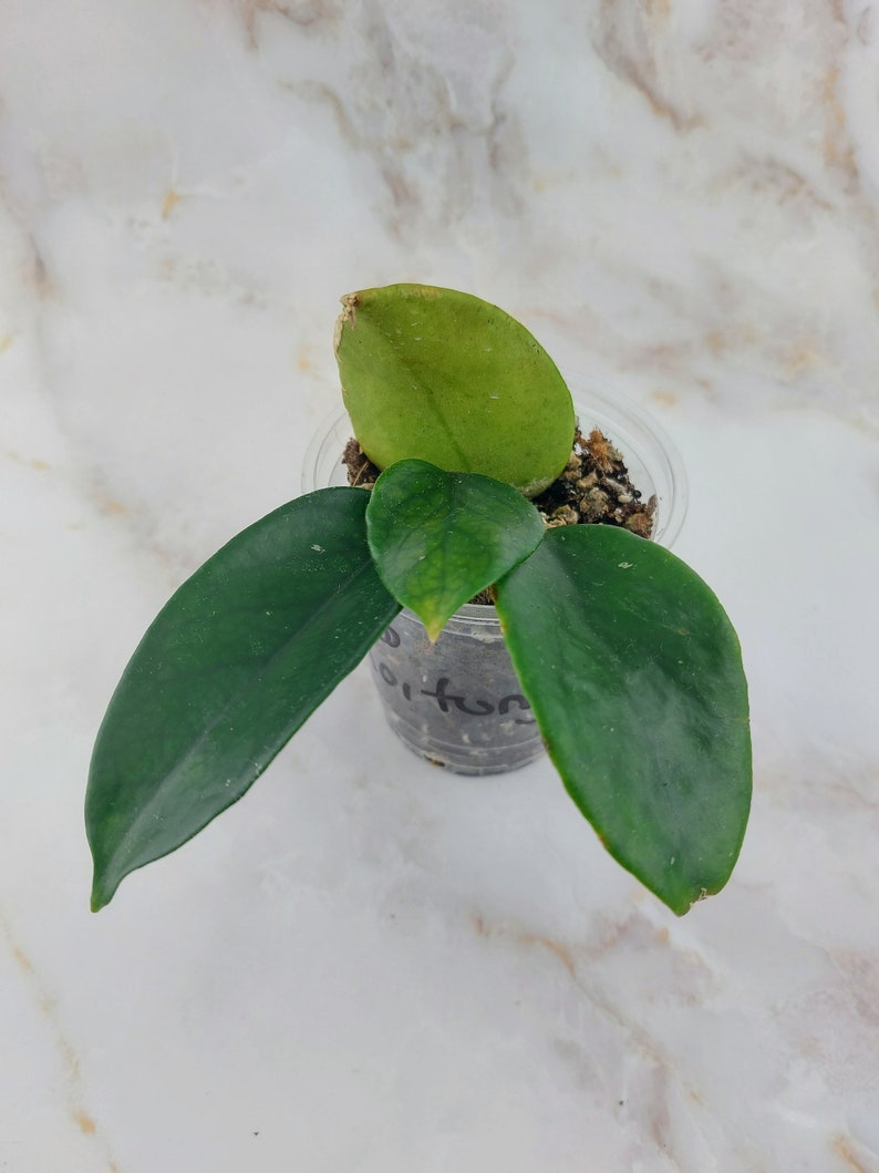 Best Thrift Stores Near Me In Every State of the USA