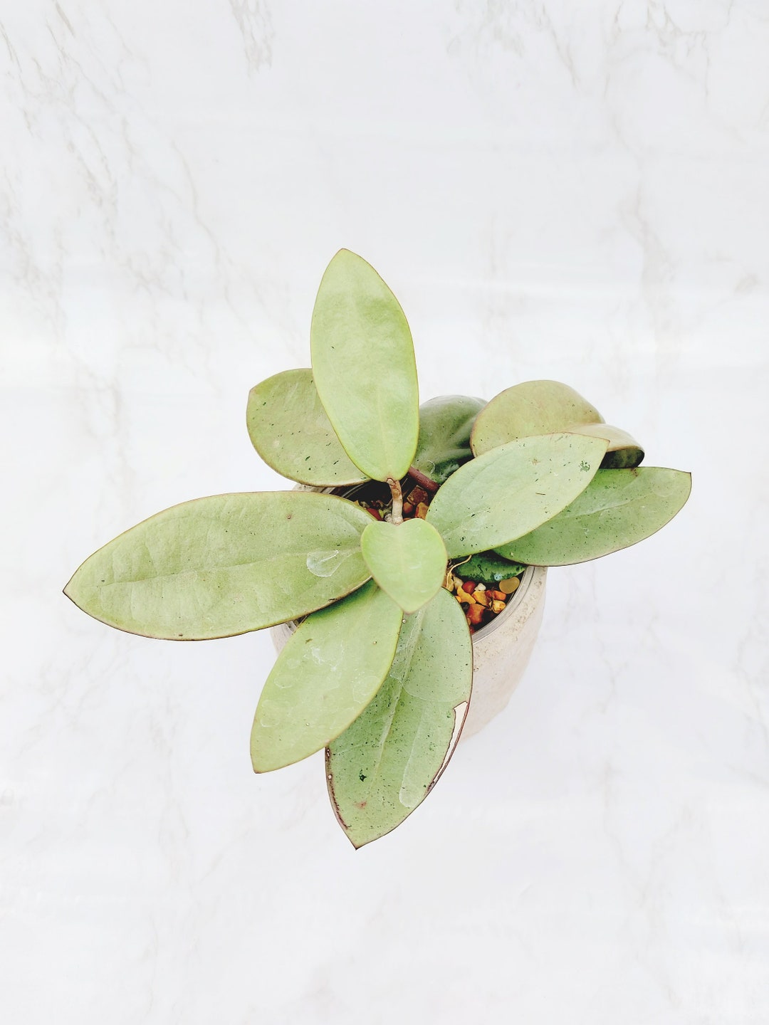 Hoya Silver Dollar MB 1405AG Hoya Silver Leaves. 3 Etsy