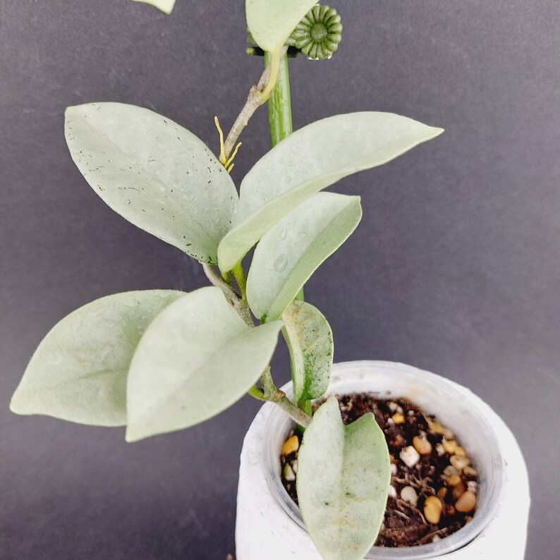 Hoya Carnosa Grey Ghost Hoya Silver Leaves. 3 Pot. - Etsy