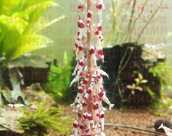 Shrimp Food Lollies - Red Breeders Protein Mix Flavour for Cherry Shrimp Neocaridina and Caridina