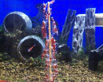 Bonsai Shrimp Food Lollies / Sticks - Vegetable Mix - Sweet Red Treat for Crystal Red Cherry Tiger Bee Amano Tiger Green Yellow Blue bolt