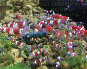 Energy Shrimp Food Pellets: Algae Nettle Spirulina Blend for shrimp, snails etc. fish safe great for snails etc.