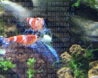 Shrimp Pollen Baby/ Adult Food for Fan Bamboo Freshwater Shrimp Food for Crystal Red Cherry blue yellow Neocaridina Caridina Tiger Bee