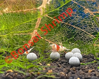 Shrimp Mineral Balls (10mm): Ceramic Bee Balls for Neos, Caridina
