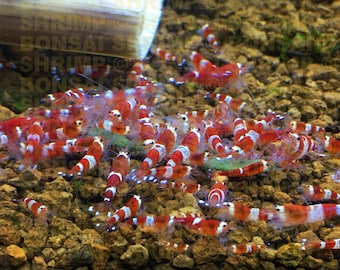 Algae Strips: Freshwater Shrimp Food for Crystal Red, Blue, Cherry