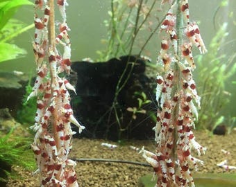 Bonsai Shrimp Food Lollies / Sticks - Nettle & Spirulina Blend for Crystal Red Cherry Tiger Bee Amano Tiger Green Yellow Blue bolt