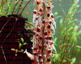 Set of Bonsai Shrimp Food Lollies / Sticks - 6 Packs of 5 lollies 180mm