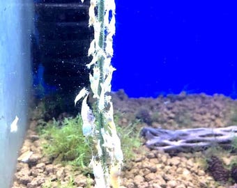 Bonsai Shrimp Food Lollies / Sticks - Mulberry & Guava Blend for Crystal Red Cherry Tiger Bee Amano Green Yello Blue bolt fry fish Otto plec