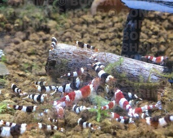 Bonsai Shrimp Fruitful Freshwater Shrimp Food for Crystal Red Cherry blue yellow Caridina Neocaridina Bee Tiger etc. snail fish safe