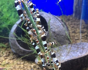 Bonsai Shrimp Food Lollies / Sticks - Algae Mix - Green Breeders Blend for Crystal Red Cherry Tiger Bee Amano Tiger Green Yellow Blue bolt