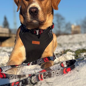 Może przedstawiać: Złoty Labrador Retriever w czarnej uprzęży i pasującej smyczy z czerwono-białym wzorem, leżący na śniegu. Pies patrzy prosto w kamerę w słoneczny dzień.