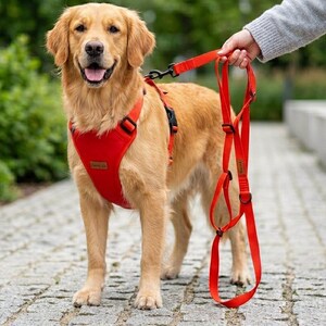 Może przedstawiać: Golden retriever stojący na kamiennej ścieżce, ubrany w jaskrawoczerwoną szelki z czarnymi klamrami i paskami. Do szelek przymocowana jest pasująca czerwona smycz z wieloma metalowymi pierścieniami i regulowanymi suwakami, trzymana w dłoni.
