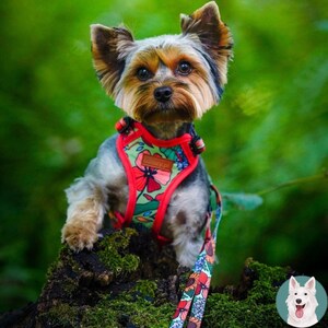 Może przedstawiać: Yorkshire Terrier w uprzęży i smyczy z nadrukiem kwiatowym. Uprząż jest czerwono-zielona z kwiatowym wzorem. Pies siedzi na omszałym pniu na rozmytym zielonym tle.
