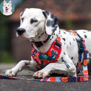 Könnte beinhalten: Ein Dalmatiner-Hund mit einem farbenfrohen Geschirr und einer passenden Leine. Das Geschirr ist rot und türkis mit einem geometrischen Muster. Der Hund hat schwarze Flecken auf seinem weißen Fell und liegt.