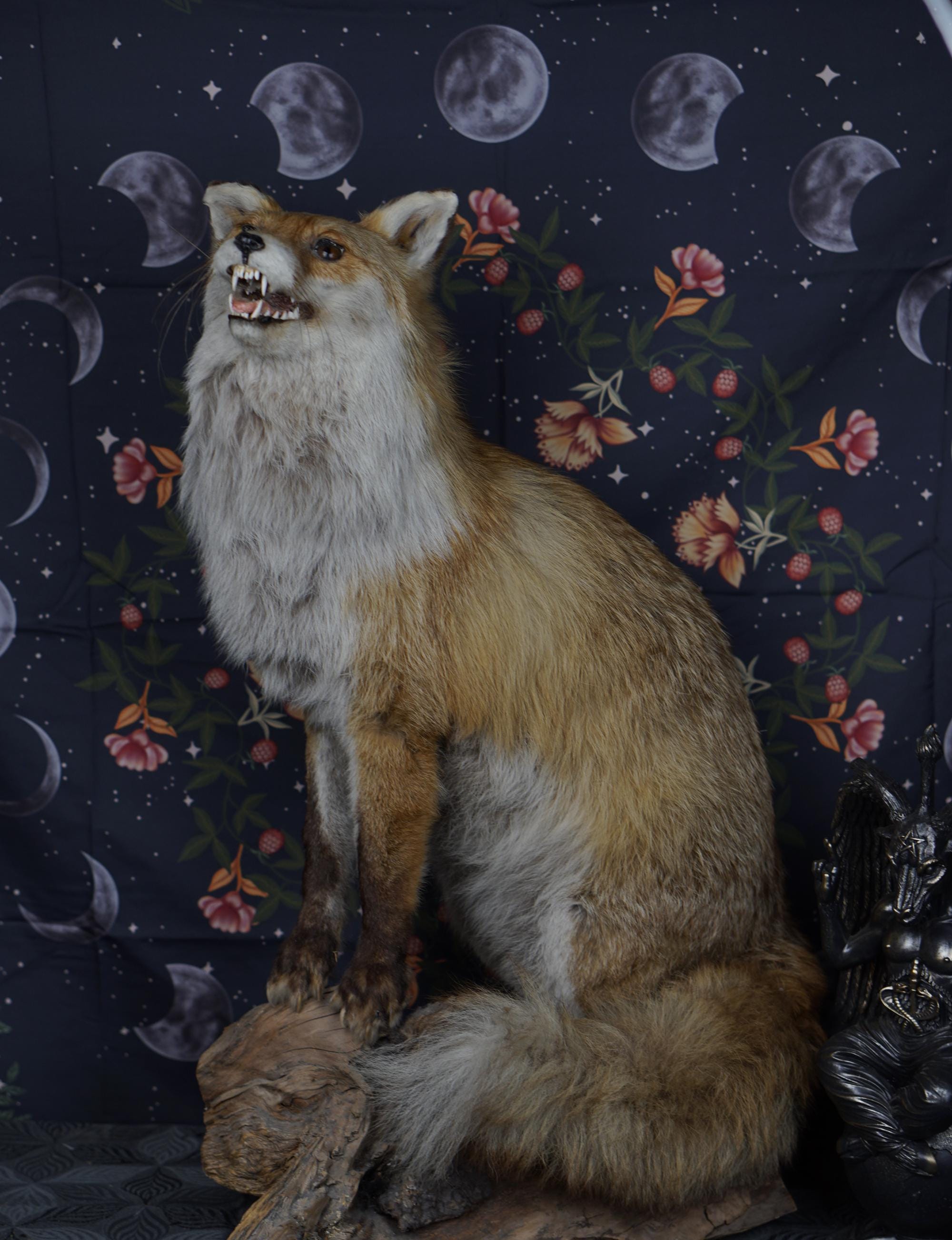 Bad taxidermy fox - Etsy 日本