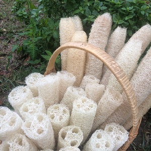 Homegrown Organic Luffa