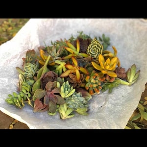 12 pcs live succulent cuttings