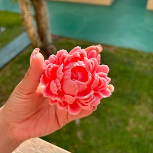 May include: A close-up of a pink peony flower. The flower is in bloom and has many petals. The flower is being held in a hand.