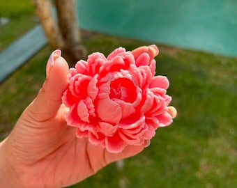 以下が含まれることがあります： ピンクの牡丹の花のクローズアップ。花は満開で、たくさんの花びらがあります。花は手で持たれています。
