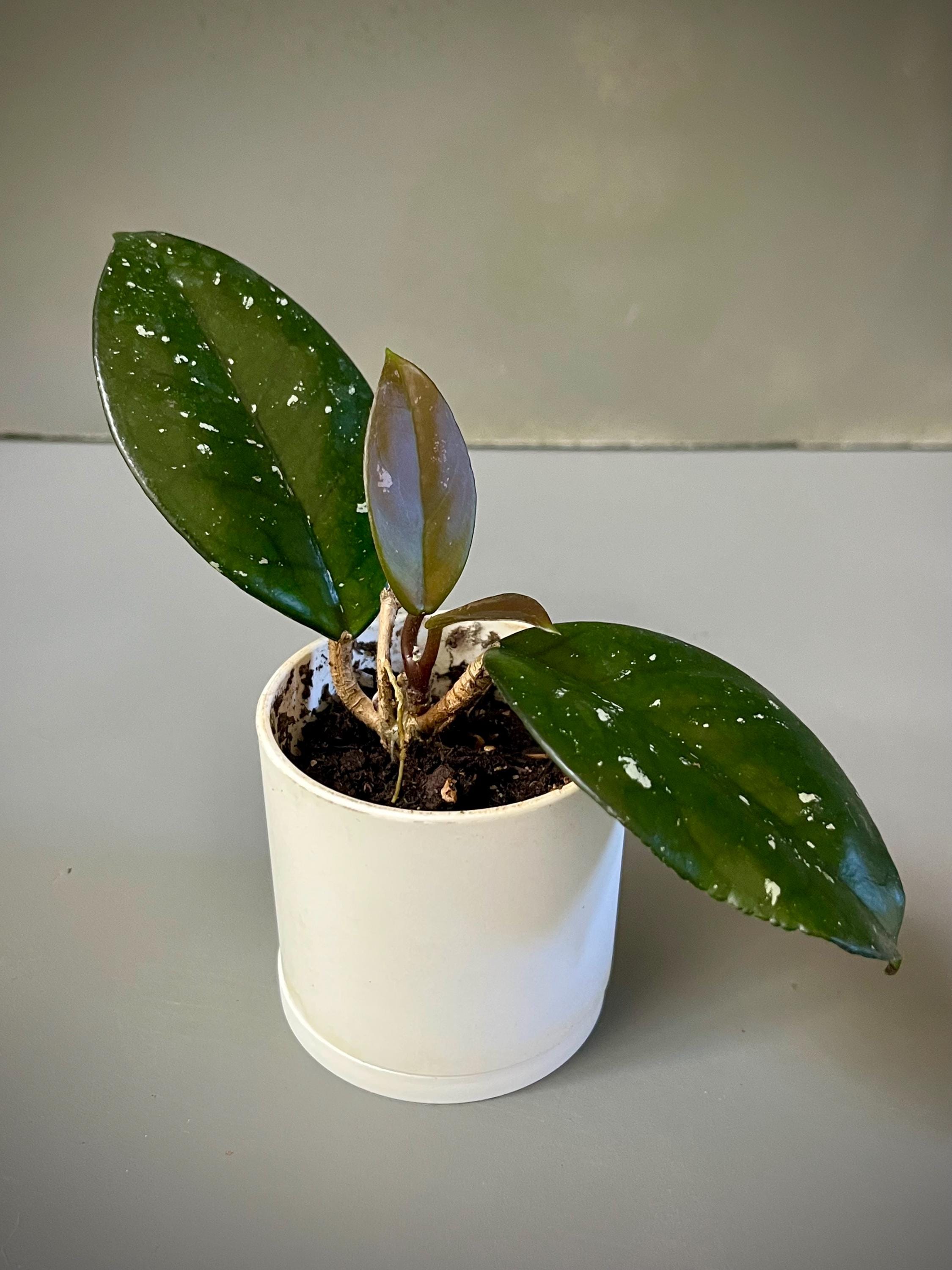 Hoya Carnosa Freckles Splash - Etsy