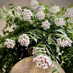 Hoya Bella
