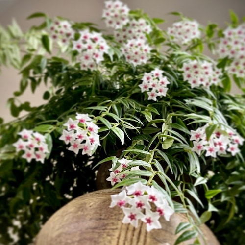 US Seller- Hoya Diversifolia Maharani Variegata VERY Rare - Pick