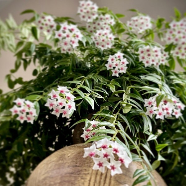 Planta Hoya Bella: Bien enraizada en maceta moderna
