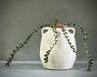 Hoya Chinghungensis Trailing Plant in White Pot – Well-Rooted Live Foliage