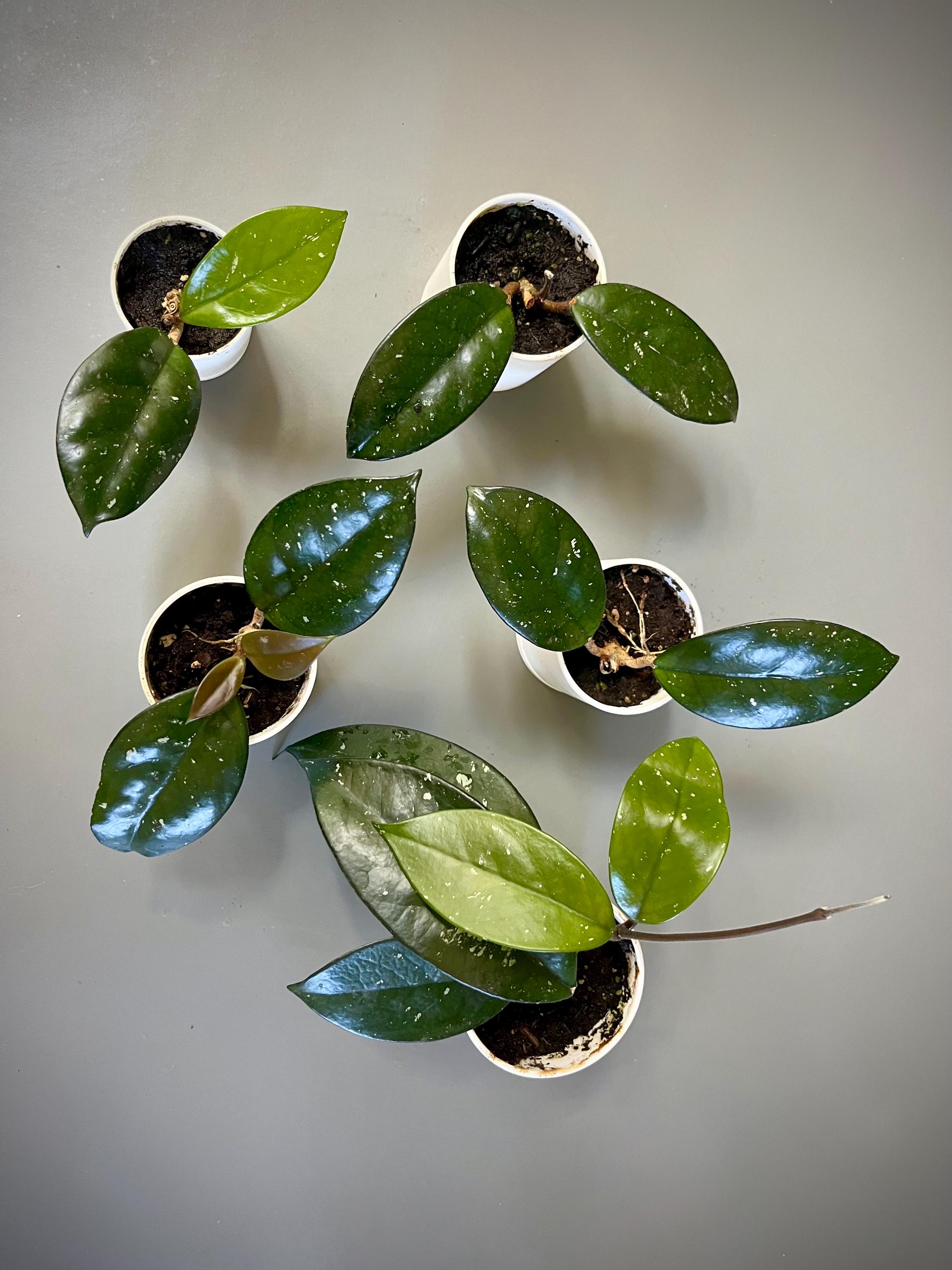 Hoya Carnosa Freckles Splash - Etsy
