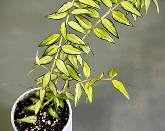 BLOOMING Hoya bella Luis Bois  (Inner variegated)