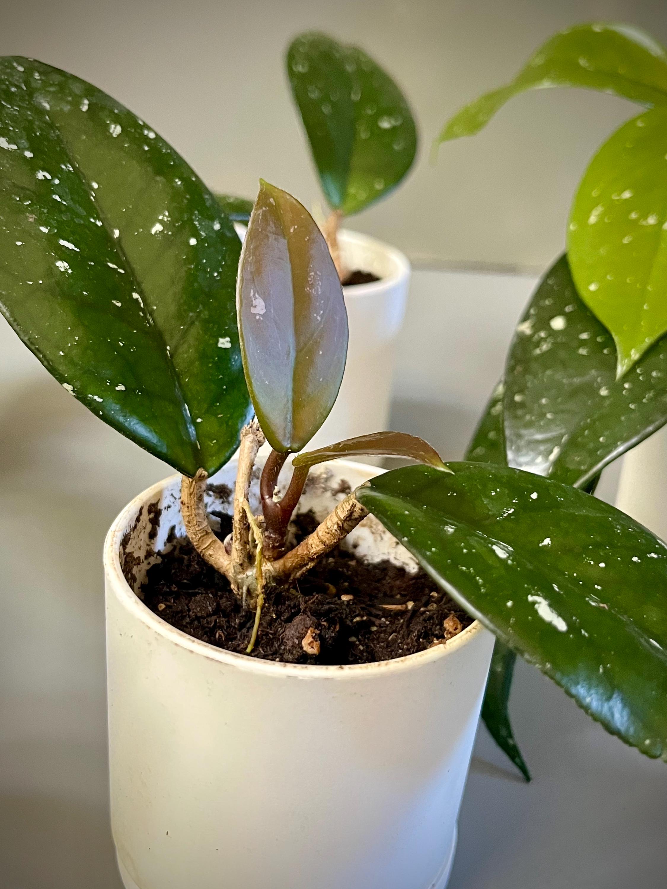 Hoya Carnosa Freckles Splash - Etsy