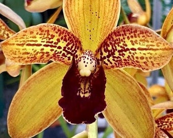 Grammatocymbidium Pakkret Nirvana UNICIORN. (mericlone).  Ohana (means Family in Hawaiian) Growings Shop Hawaii