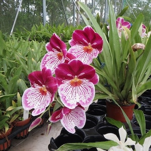 Beautiful Miltoniopsis Breathless BRILLIANT Plant. Great addition to your collection.  Ohana (Family)  Growings Shop Hawaiian