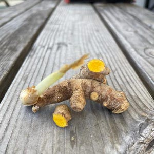 May include: Close-up of a turmeric root with a bright yellow interior. The root is on a wooden surface.