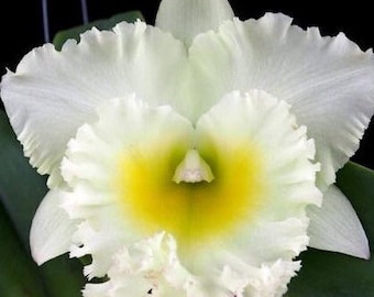 Siam White THE BEST 3.5" pot. Grown in Hawaii.  Ohana Growings Shop