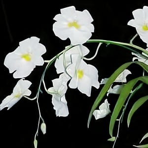Milt. Rene Komoda PACIFIC CLOUDS live plant.  Great addition to your collection. Ohana (Family)  Growings Shop Hawaiian