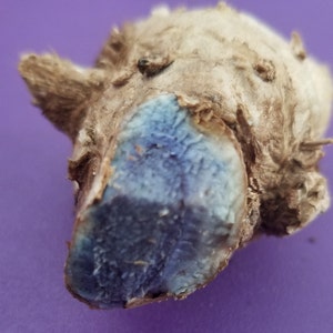 May include: A close-up of a ginger root with a blue-colored section. The ginger root is brown and has a rough texture.