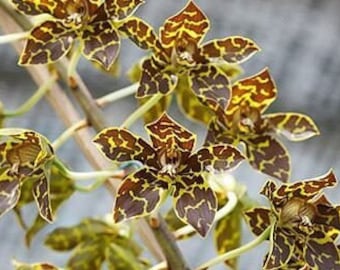 Grammatophyllum Crownfox Leopard Panthera (mericlone) live plant.  Great addition to your collection. Grown in Hawaii.  Ohana Growings Shop