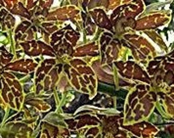 Grammatophyllum Lazarus LEMON SCENT Live Plant (mericlone). Great addition to your collection. Grown in Hawaii.  Ohana Growings Shop