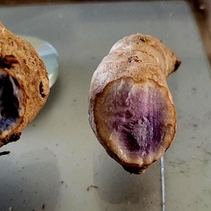 May include: Two pieces of a root vegetable, likely turmeric or ginger, with a brown exterior and a vibrant purple interior. The cut surfaces reveal the contrasting colors and textures of the plant.