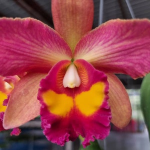 Rlc Siam Palette live plant, in a 2 1/2" pot.  Great addition to your collection. Ohana (Family)  Growings Shop Hawaiian