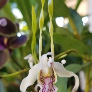 Dendrobium Antennatum 2.25 inch pot, live plant.  Great addition to your collection. Ohana (Family)  Growings Shop Hawaiian